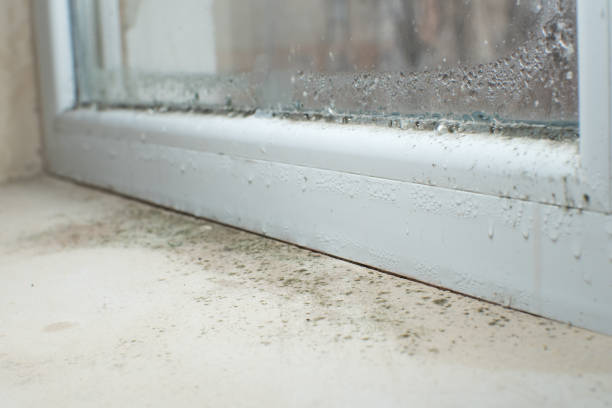 Why You Should Choose Our Mold Remediation Services in White City, FL